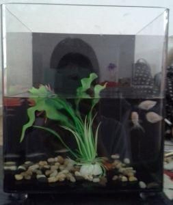 Acrylic Rectangular Aquariums, Fish Tank